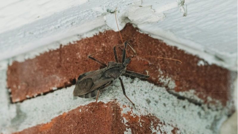 Allergies and Household Pests